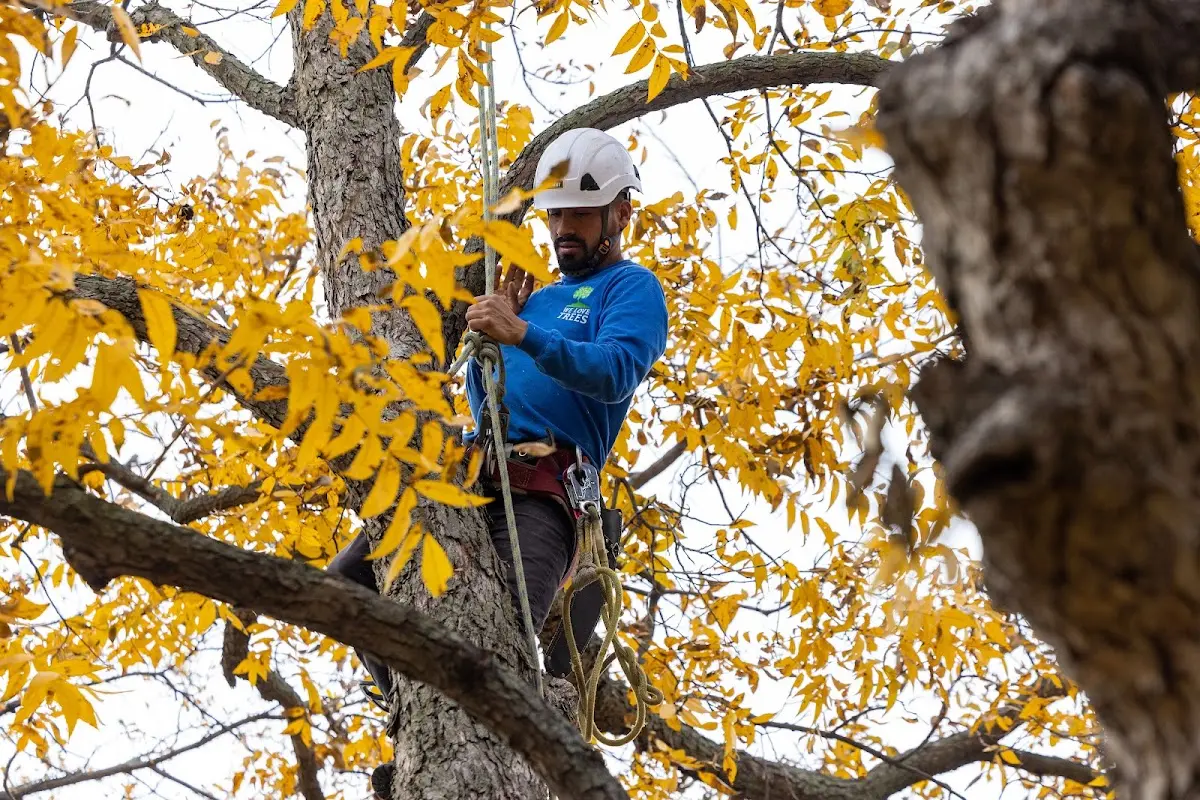 Skilled Tree Planting crew working in Mclean